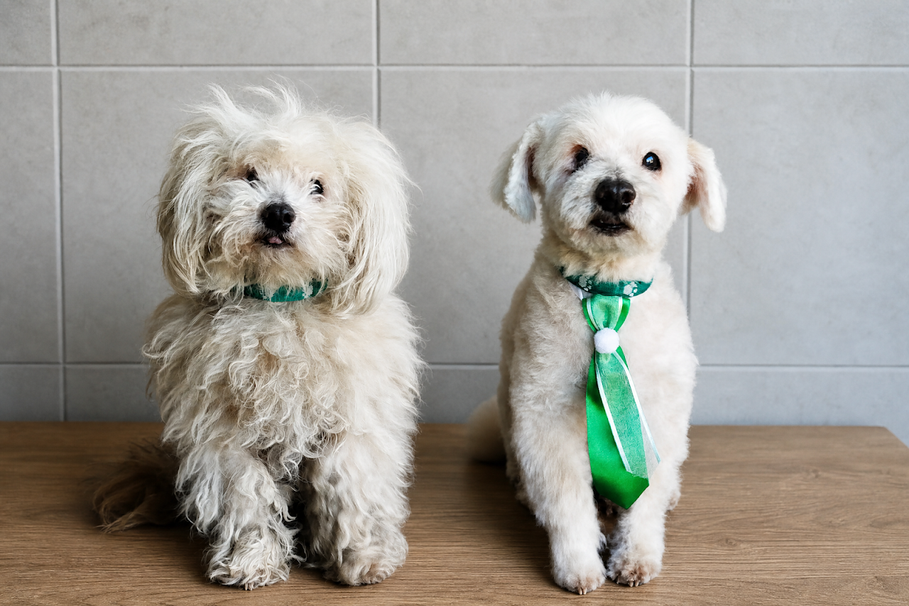 Mascotas luego de la peluquería canina en Gabriel Pet y Aves Castelar